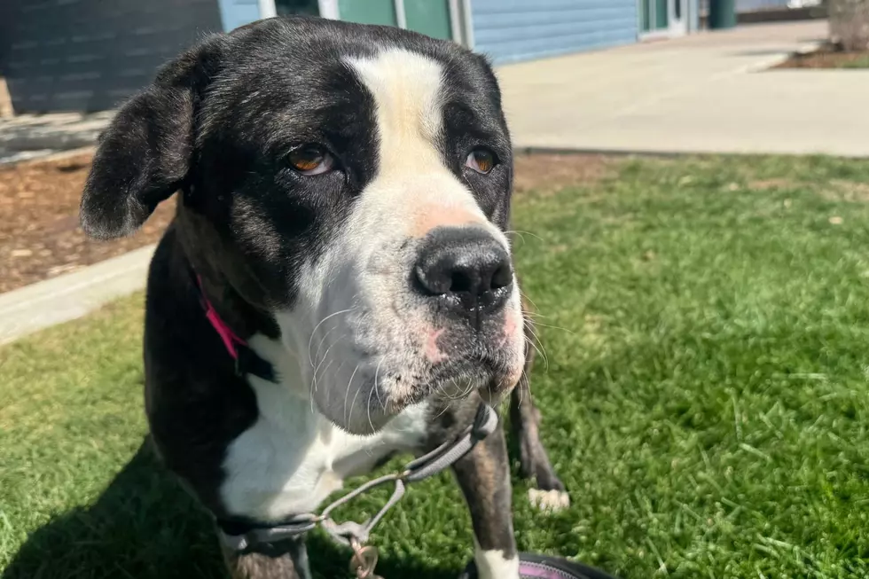Adopt Bonnie at NOCO Humane in Loveland