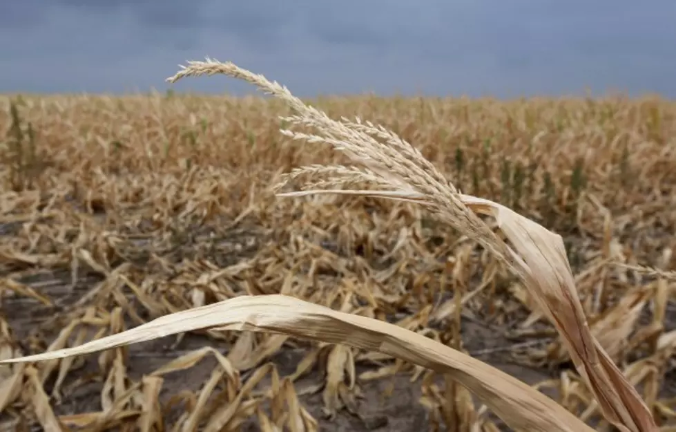 How Has Drought Impacted S.D.&#8217;s Ag Outlook?
