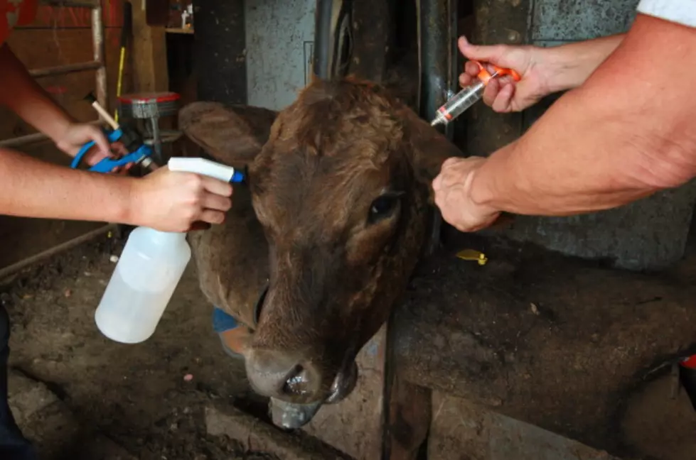 Anthrax Confirmed In A Calf In Turner County