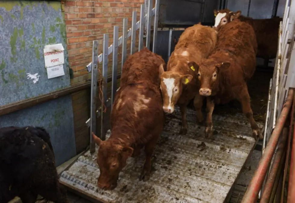 South Dakota Livestock Industry Awaits Farm Bill Passage