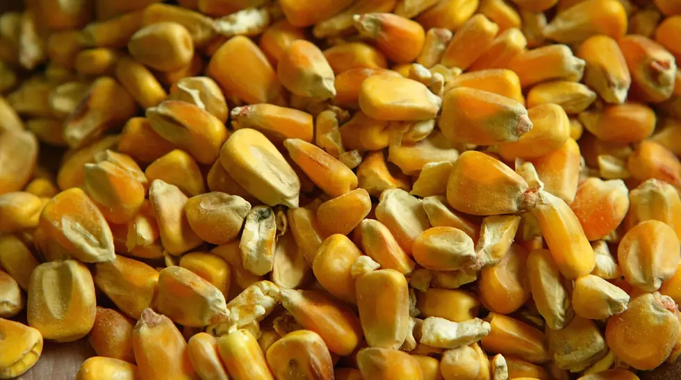 Farmers, Should You Dry Your Corn? Here&#8217;s A Way To Calculate