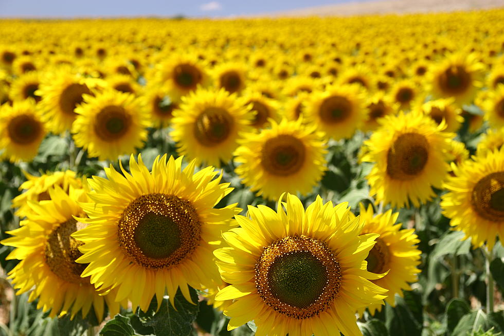 South Dakota Ranked Number One in Sunflower Production