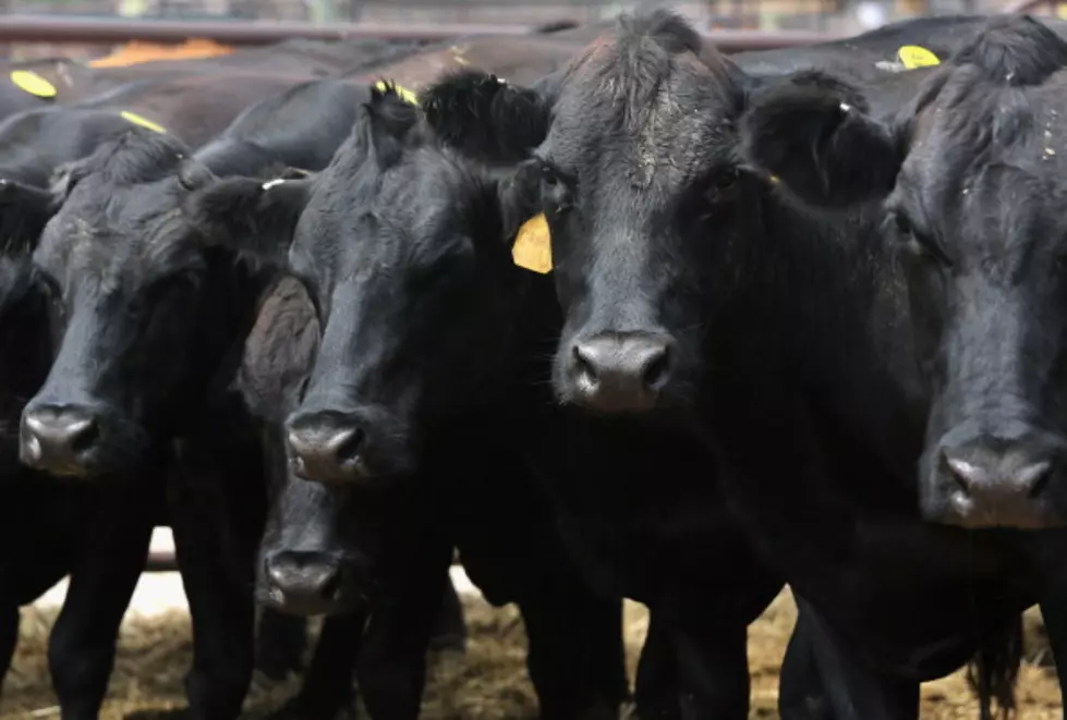 South Dakota Feedlots Have More Cattle than Year Ago