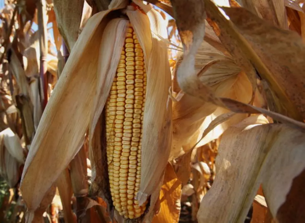 South Dakota Farmers Deciding on Crop Coverage for Farm Bill