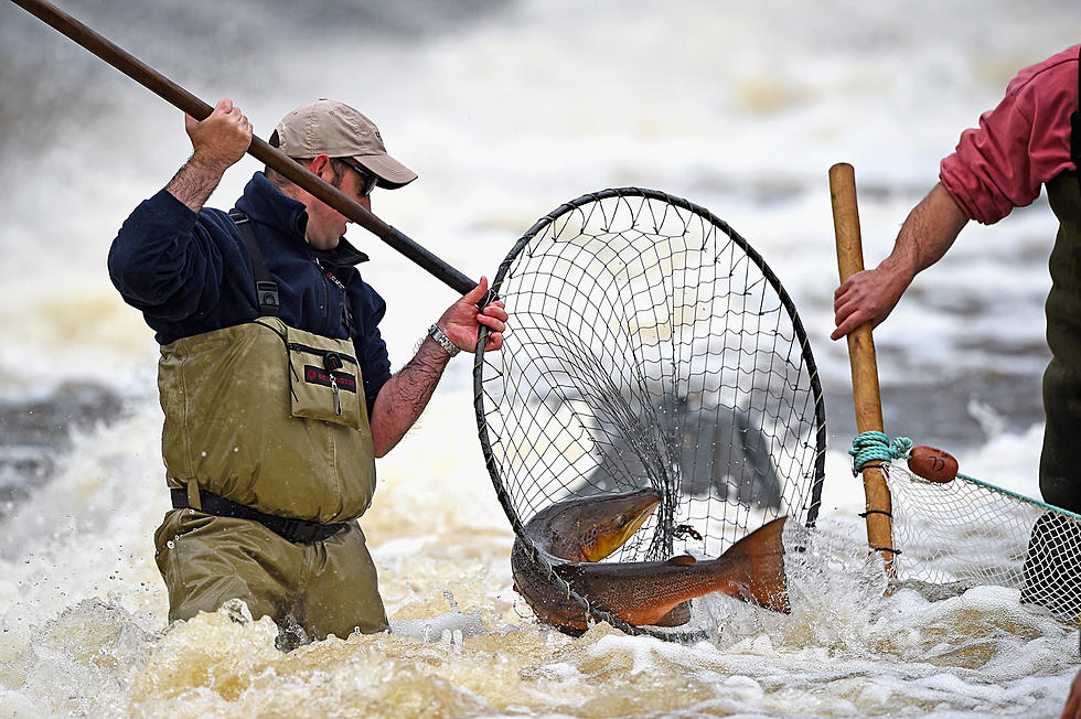 Fish for Atlantic Salmon in South Dakota