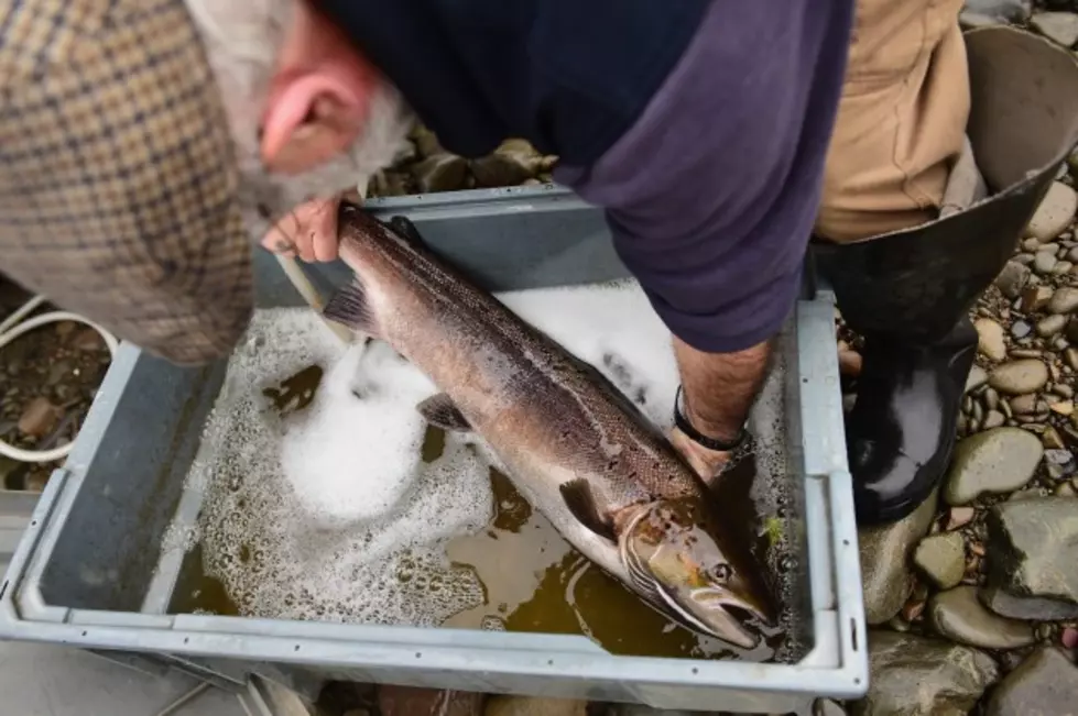 Fish for Atlantic Salmon in South Dakota
