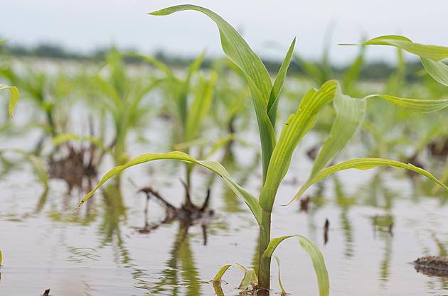 USDA: Rainfall Helps Topsoil, Subsoil Moisture Levels