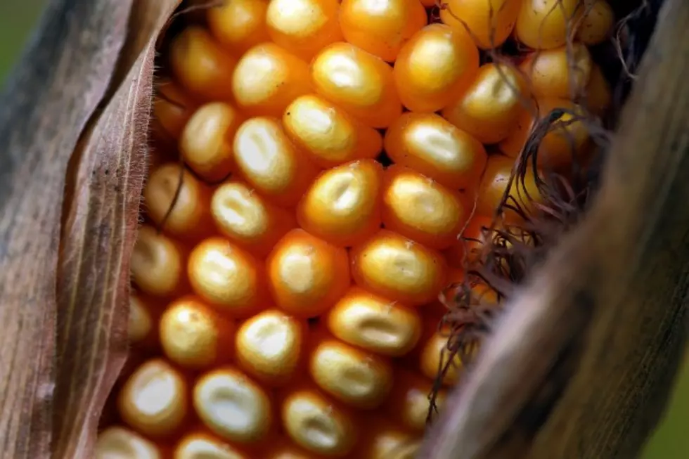 South Dakota 2015 Corn Crop Set to Break Records