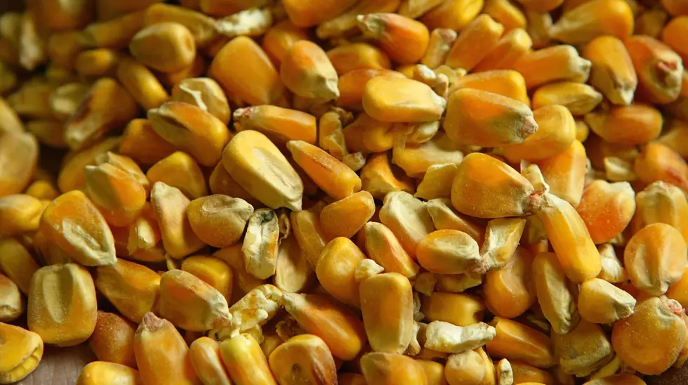 Corn Crop Quality Announced Good