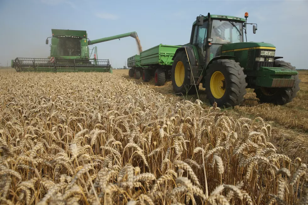 Could Be Smallest Wheat Crop in South Dakota in 37 Years