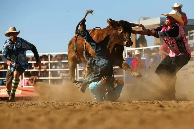 Bull on the Loose in South Dakota