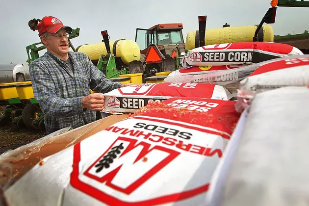 South Dakota Planting Less Corn, Wheat