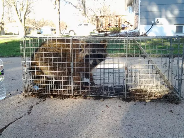 What Do I Do with This Raccoon Now That I Trapped It?
