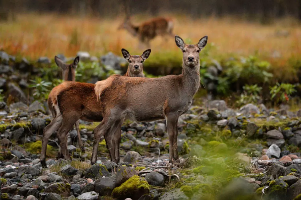 South Dakota Deer Population Not Growing Fast Enough