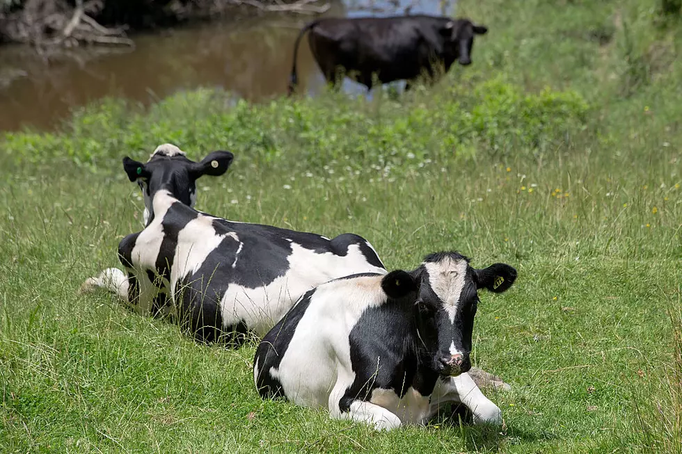 More Land Open for Emergency Haying and Grazing