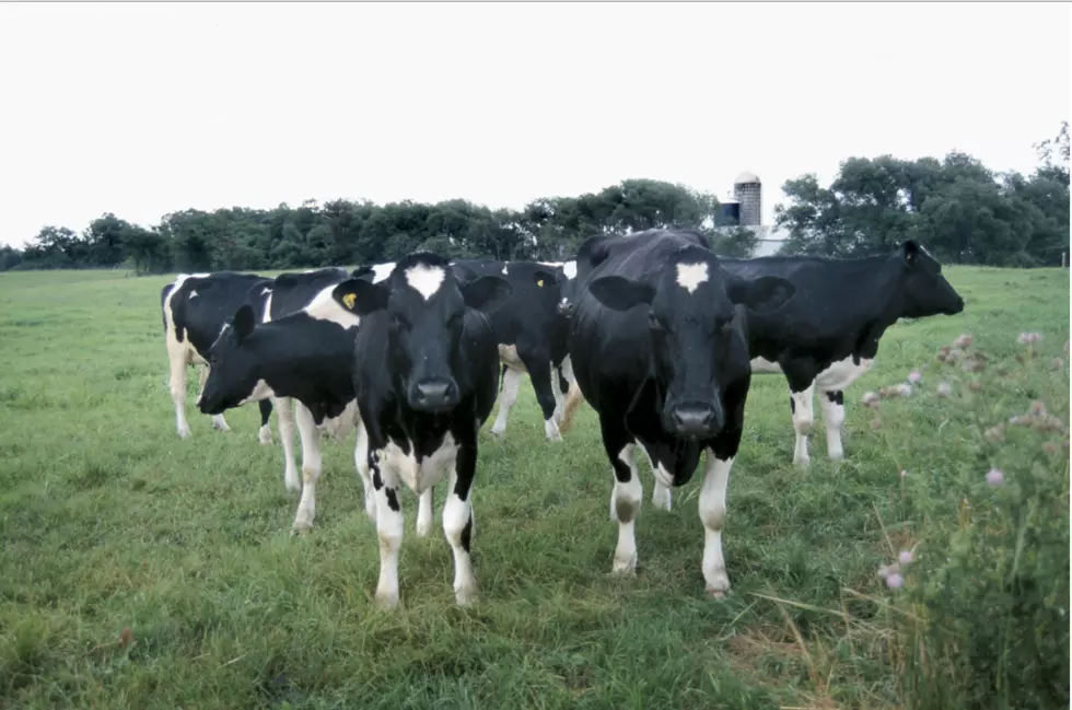 60 Cows Loose In Yankton