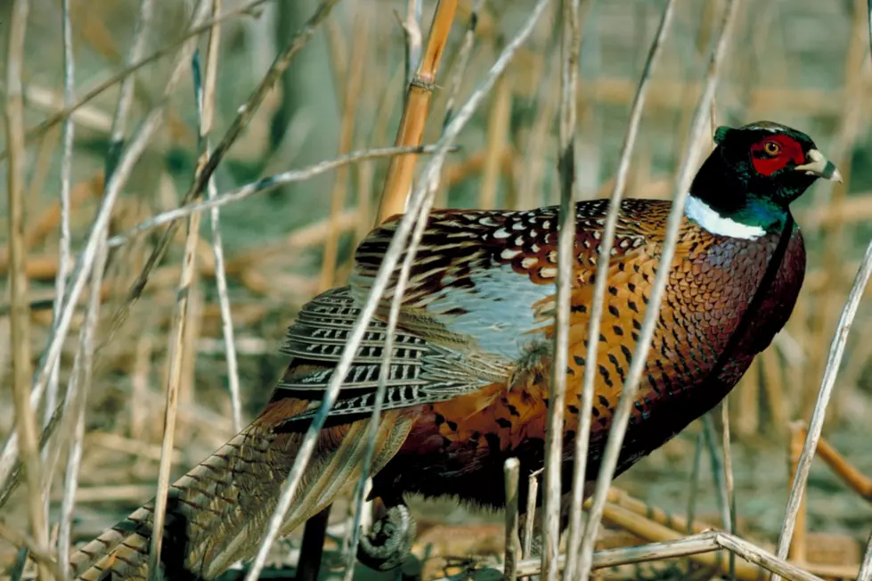 Drought Affecting South Dakota Pheasant Population