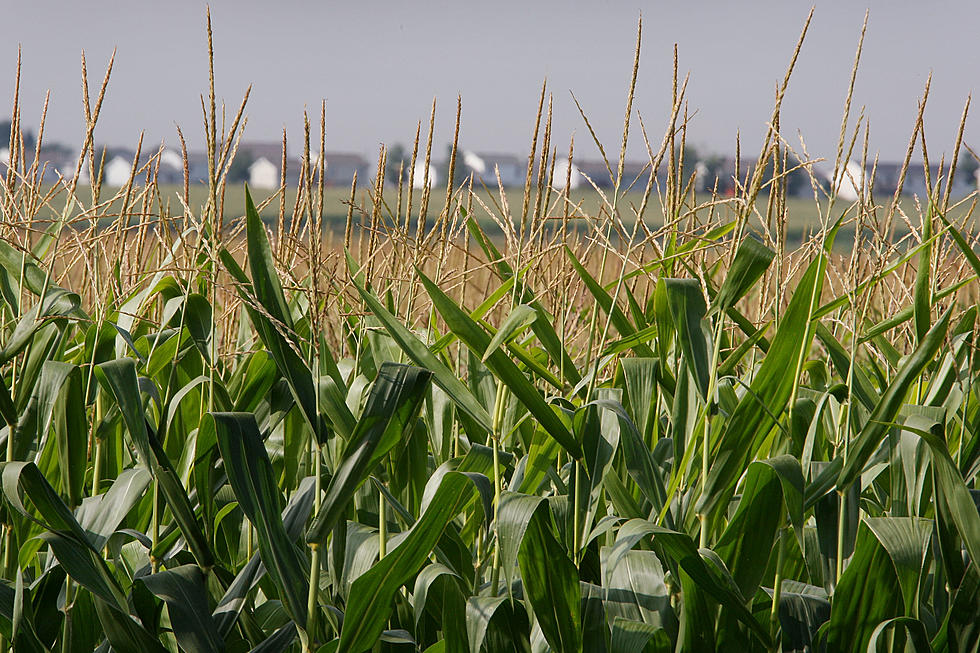Increased Corn Production Driving Prices Lower