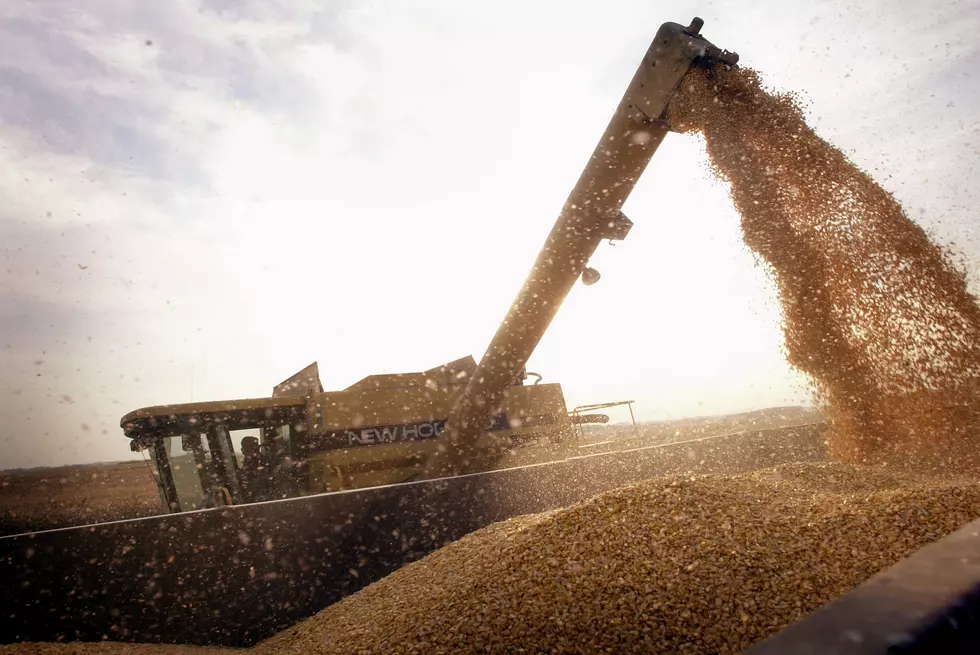 South Dakota Corn, Soybean, Sorghum Crops Forecast Down