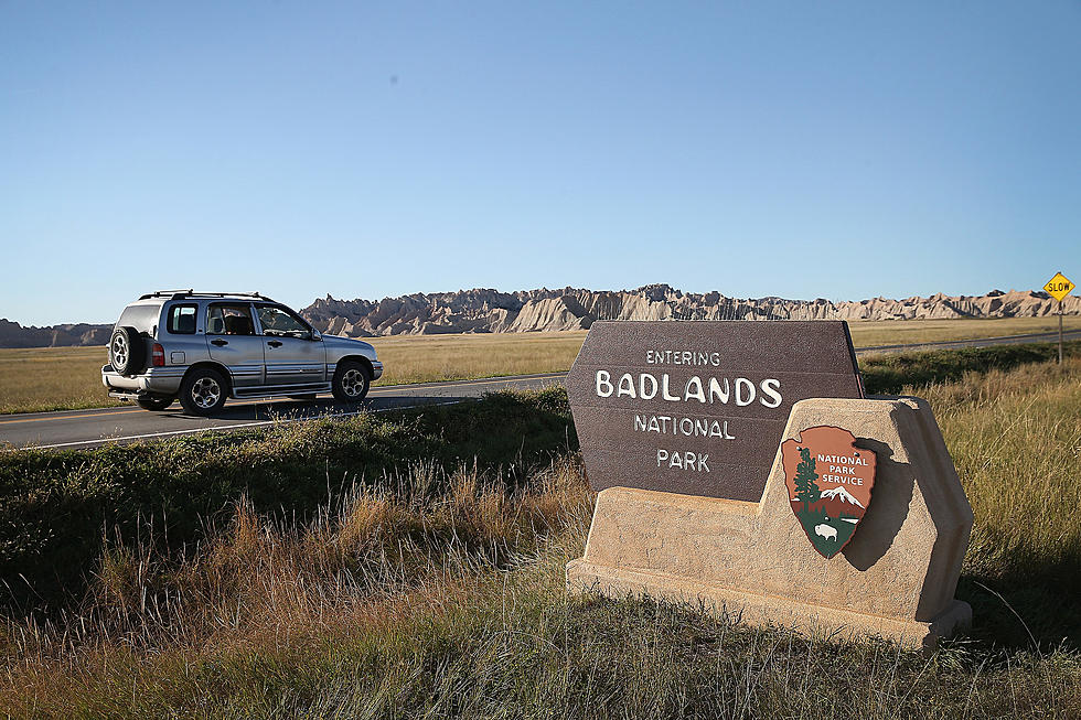 Badlands National Park Wants to Know: How Many Bighorn Sheep Do You See?