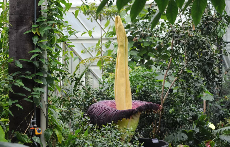 Corpse Flower In Full Bloom And Stinkin&#8217; To High Heaven!