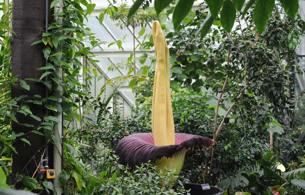 Corpse Flower In Full Bloom And Stinkin' To High Heaven!