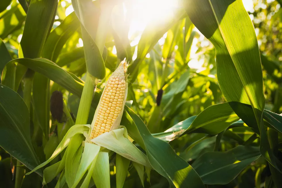Snap a Picture, Share a Story, Win Cash from Corn Growers