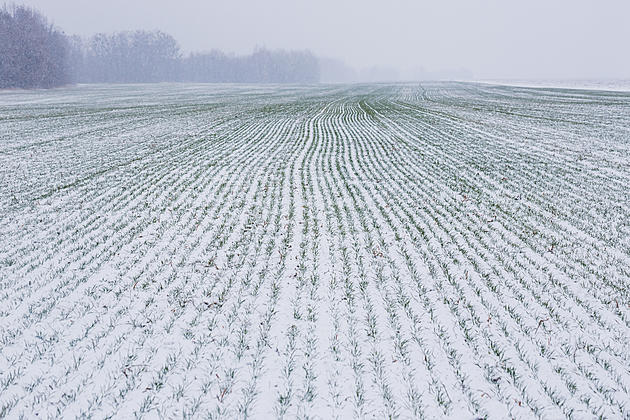 Winter Wheat Down in South Dakota