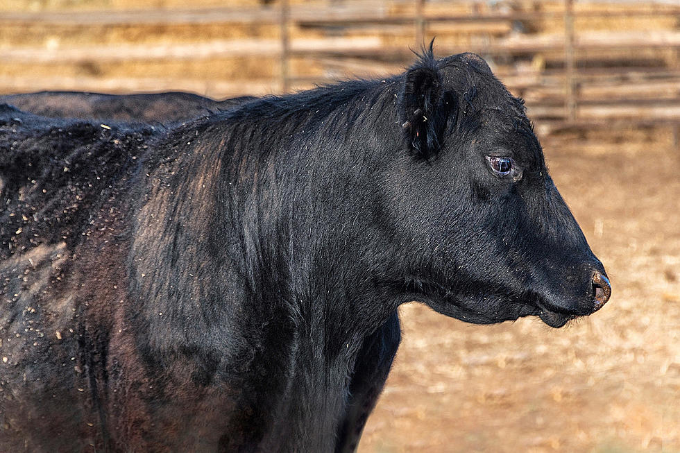 Highest Selling Beef Bull in North Dakota,$1.51 Million