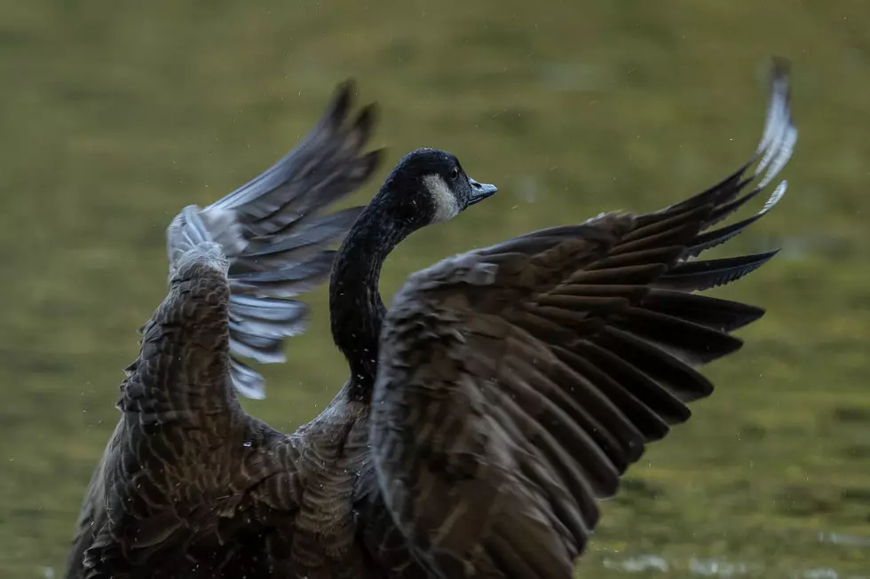 Goose Attack in Walmart Parking Lot, Police Called