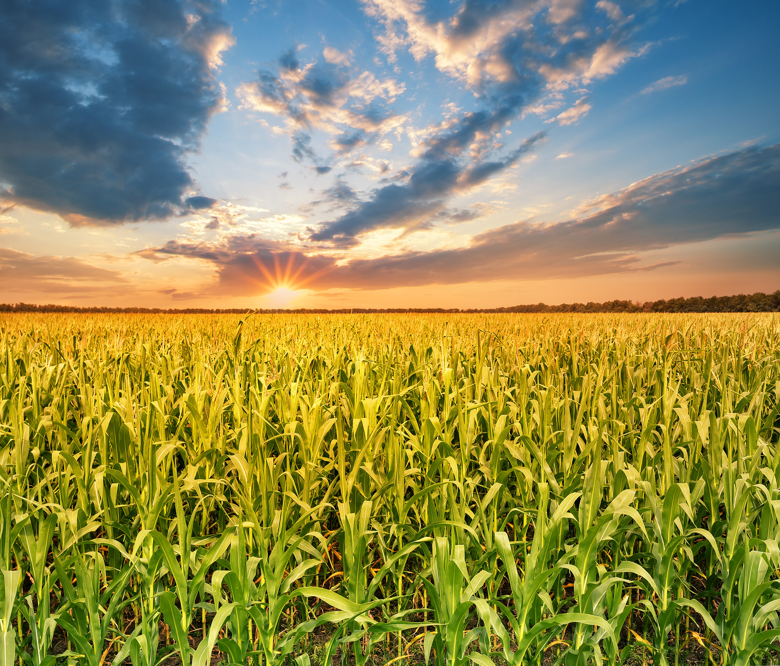 Can You Name South Dakota's Top 5 Crops In Order?