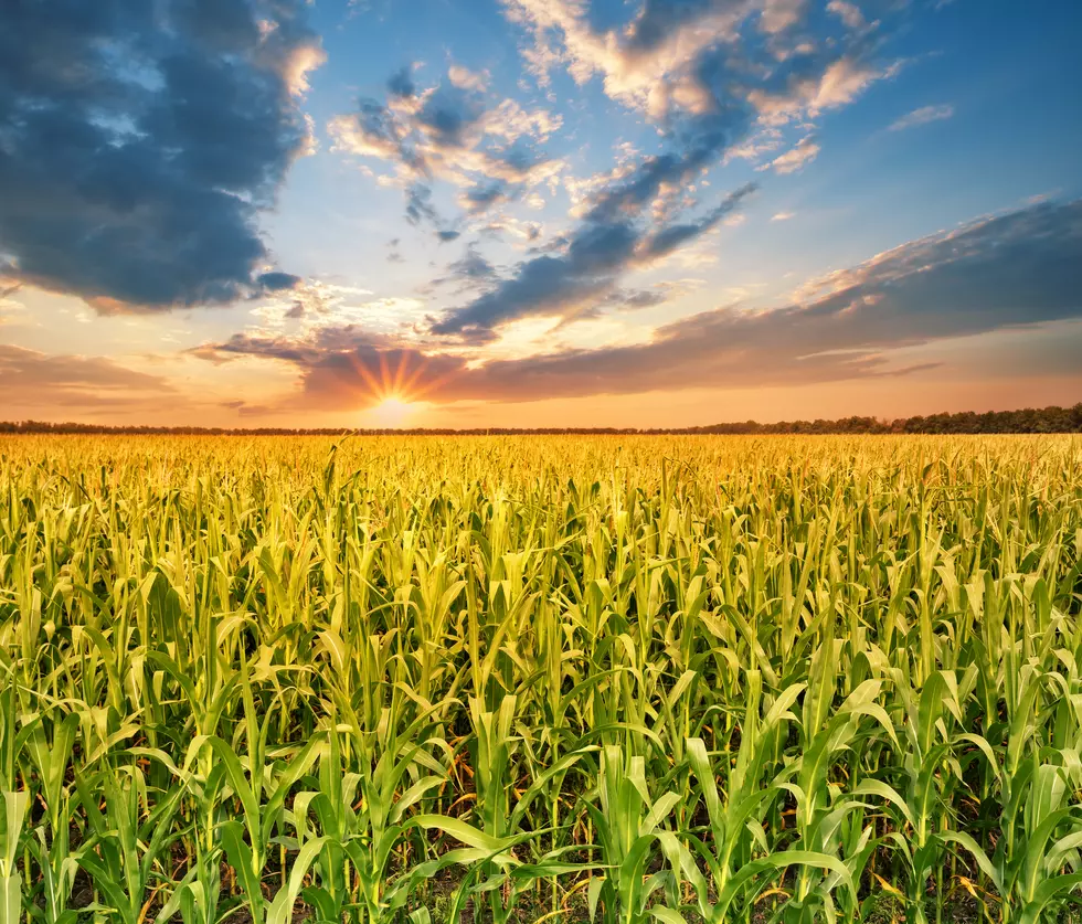 Can You Name South Dakota&#8217;s Top 5 Crops In Order?