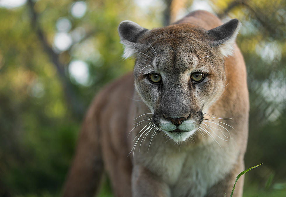 Mountain Lion Spotted in South Dakota & Roaming Sioux Falls