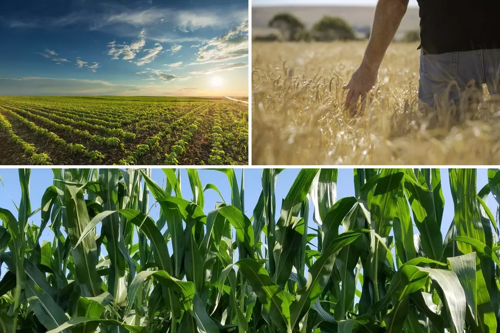 Do You Know South Dakota’s Top Five Agricultural Crops?