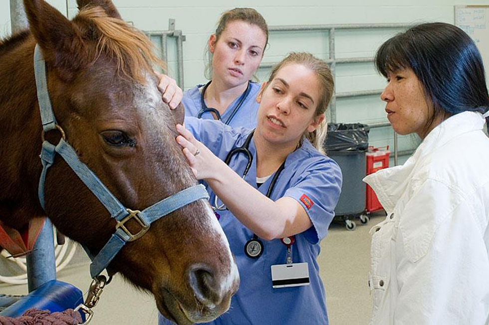 The Growing Need For Rural Area Veterinarians 