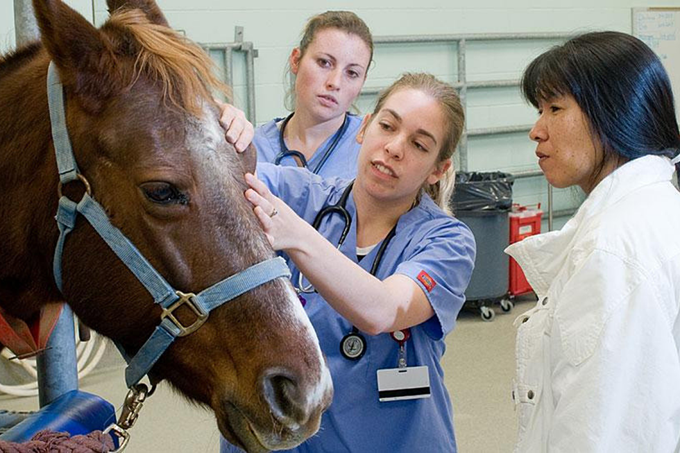 The Growing Need For Rural Area Veterinarians