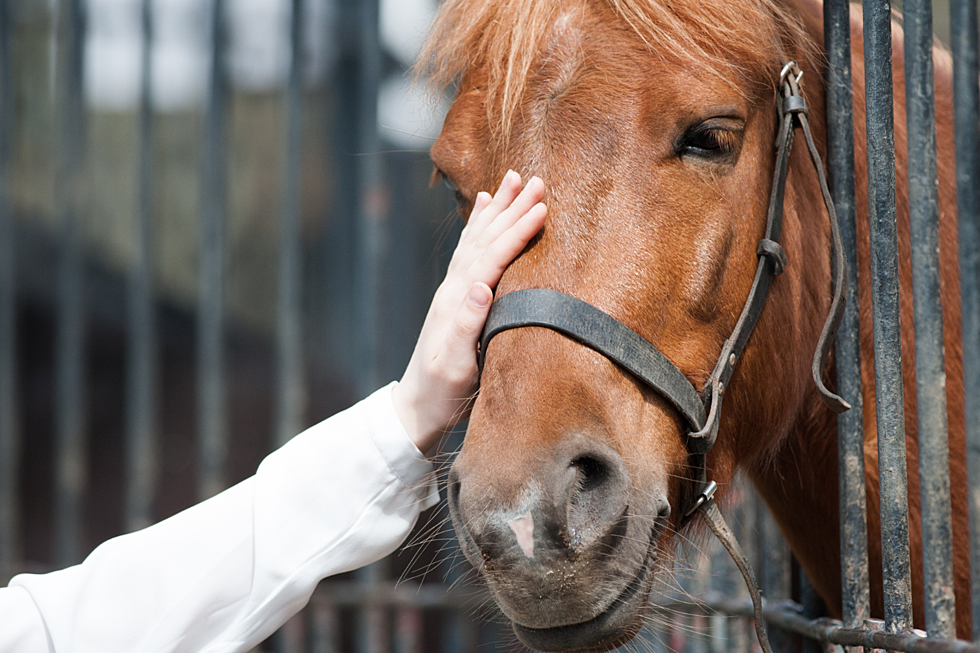 NEW STUDY: Horses Really Can Understand Emotions