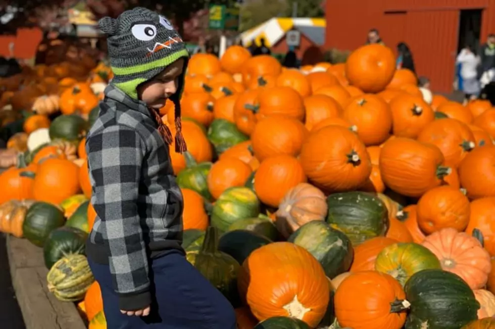 CLOSE RACE: Apple Picking or Pumpkin Patch?