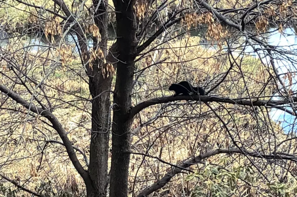 Meet Chuck P. Acorn, Our Friendly Black Squirrel