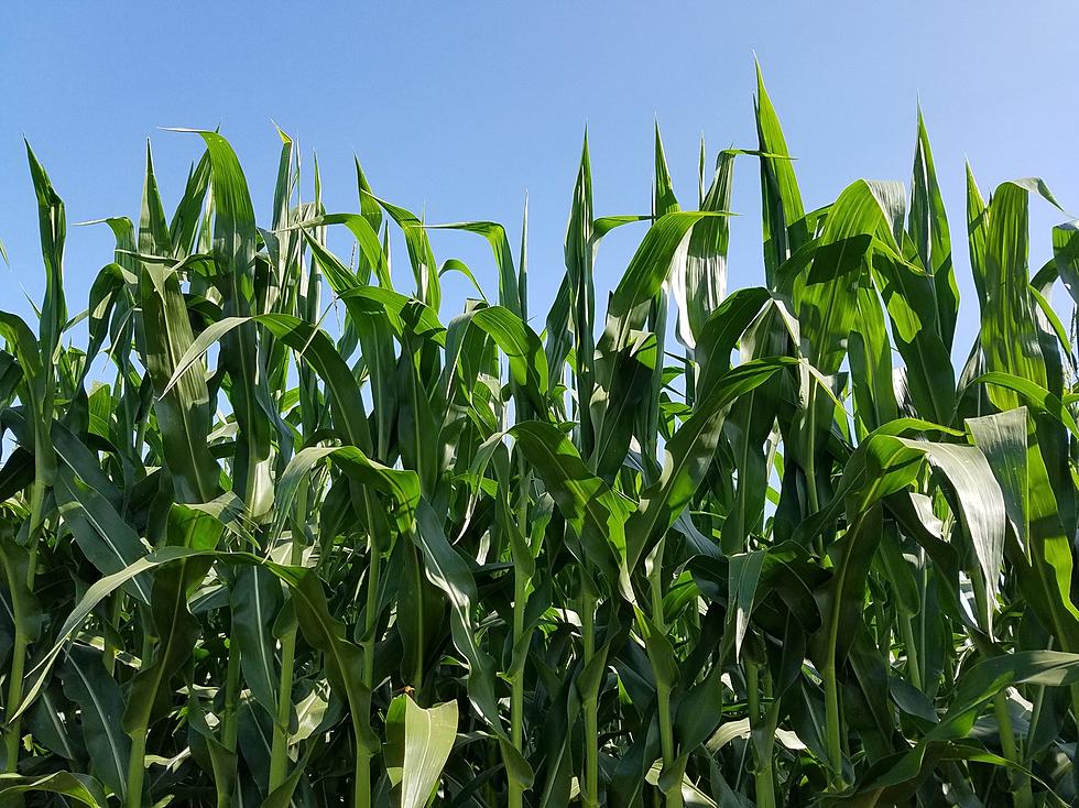 Sioux Falls &#8216;Cheers&#8217; for Rogue Corn Plant