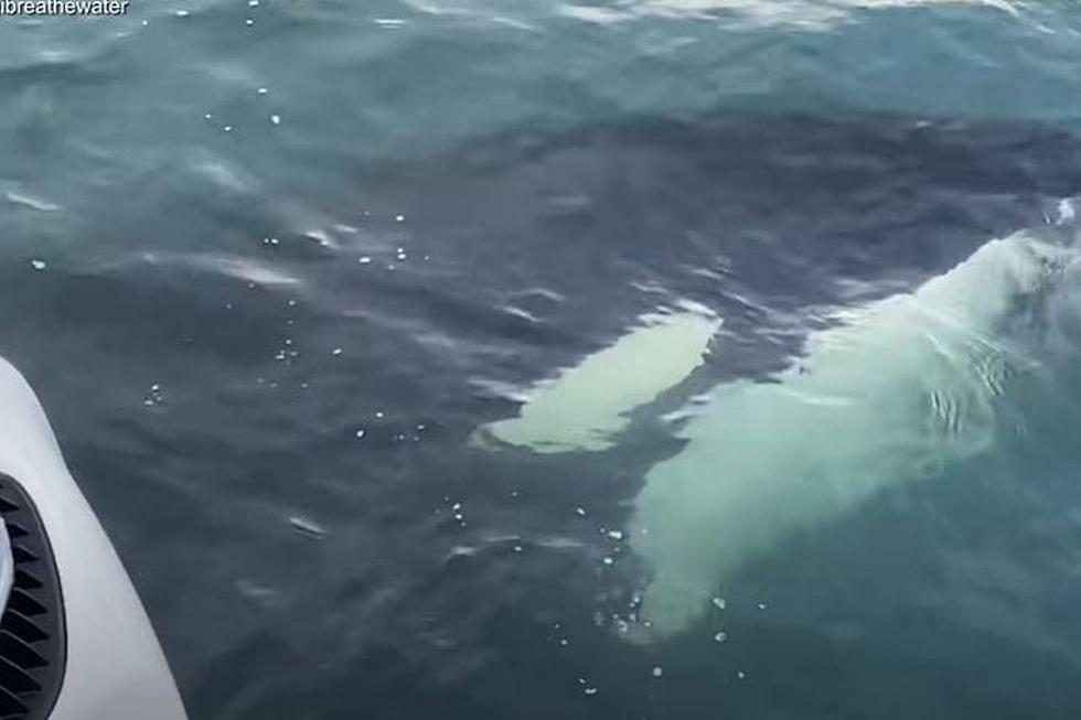 Shocking Video Shows Killer Whale Chasing Otter Onto a Boat!