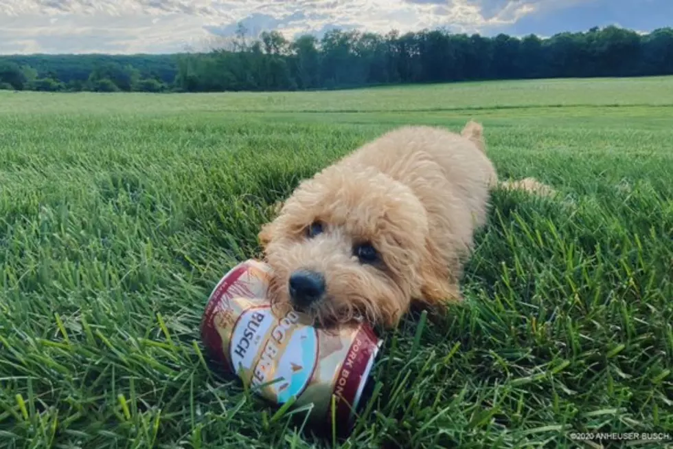 Sound The Alarm! Busch's New Dog Brew Supply Is Running Low