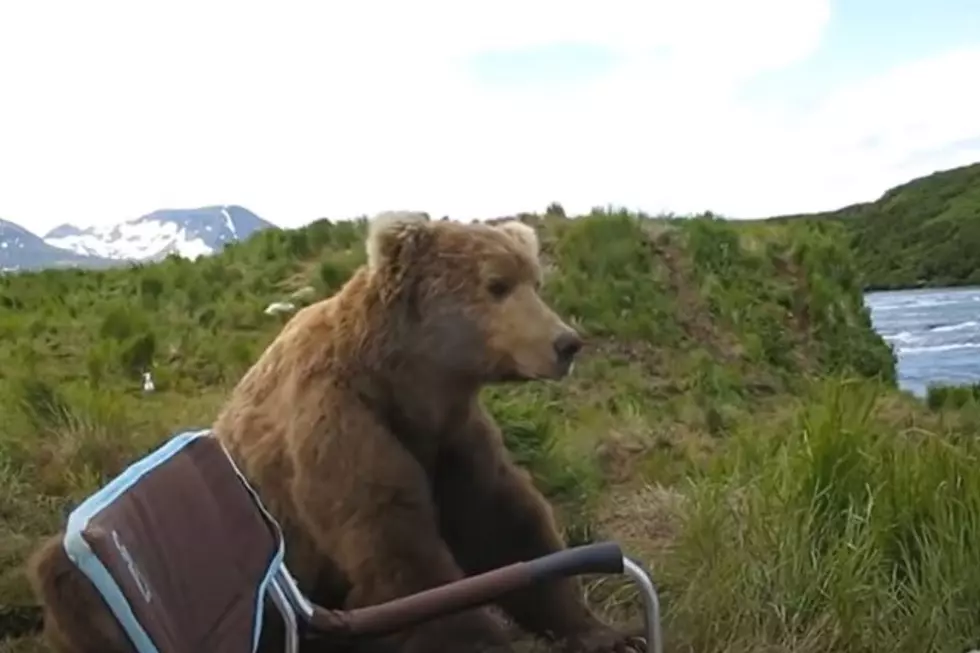 Wild Alaskan Grizzly Sits Next To Man (Video Included)