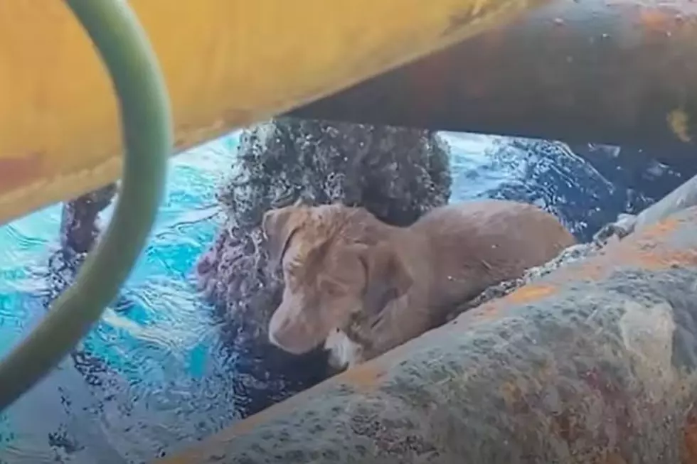 Man Adopts Dog He Found 135 Miles Off Coast (Video)