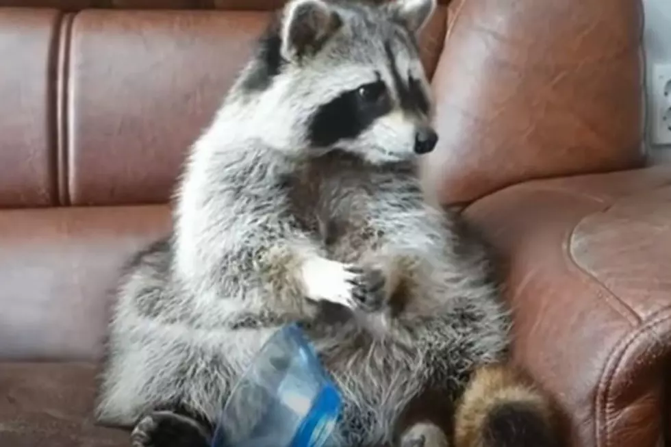 Watch This Raccoon’s Reaction When His Food Disappears (Video)