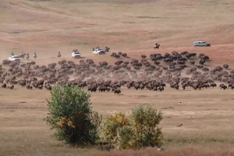 Custer State Park to Host 55th Annual Buffalo Roundup Friday