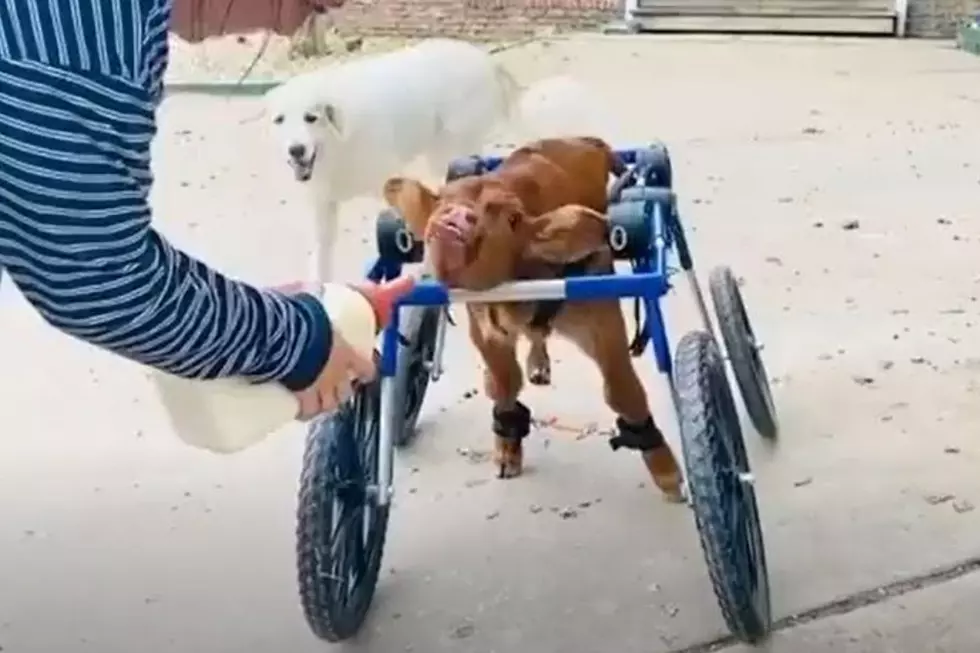 Company Builds Wheelchair For Disabled Baby Cow (Video)