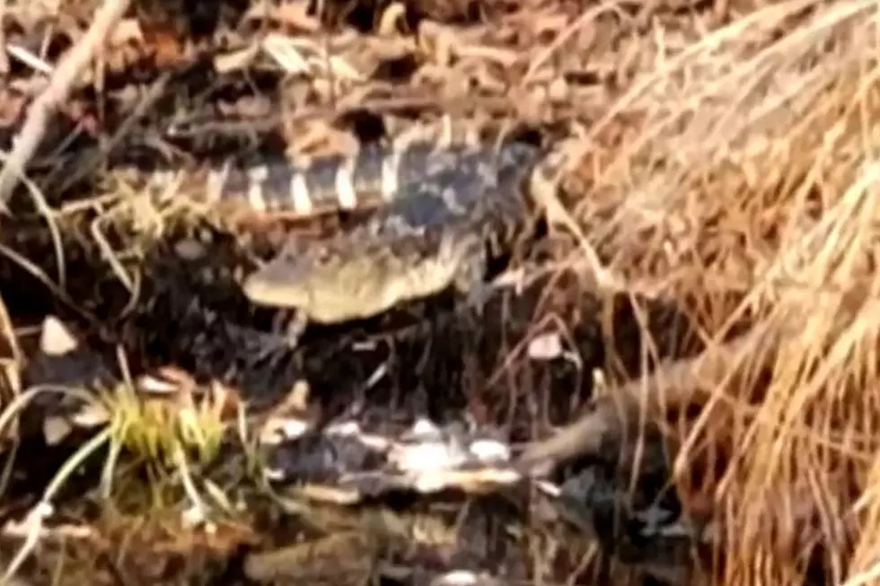 Hunter Stumbles Upon Baby Alligator In Minnesota