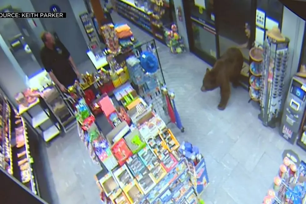 Bear Stops For Snack At Gas Station