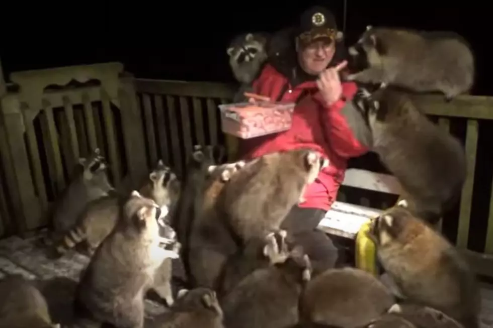 Man Mobbed by 30 Racoons While Feeding Them Hot Dogs (Video)